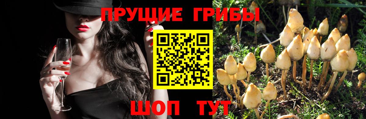 Псилоцибиновые грибы Psilocybine cubensis  Вход с VPN  Шали  Галлюциногенные грибы мухоморы 